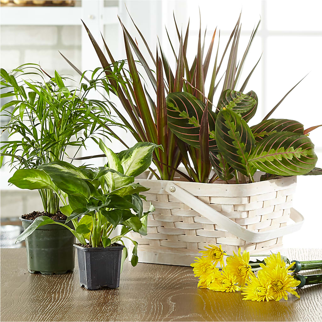 Florist Designed Blooming and Green Plants in a Basket – Serenity Floral, Lake Geneva WI