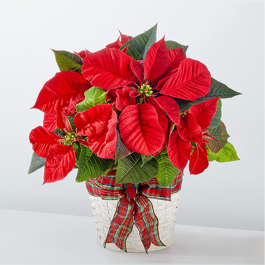 Happiest Holidays Poinsettia – Serenity Floral, Lake Geneva WI