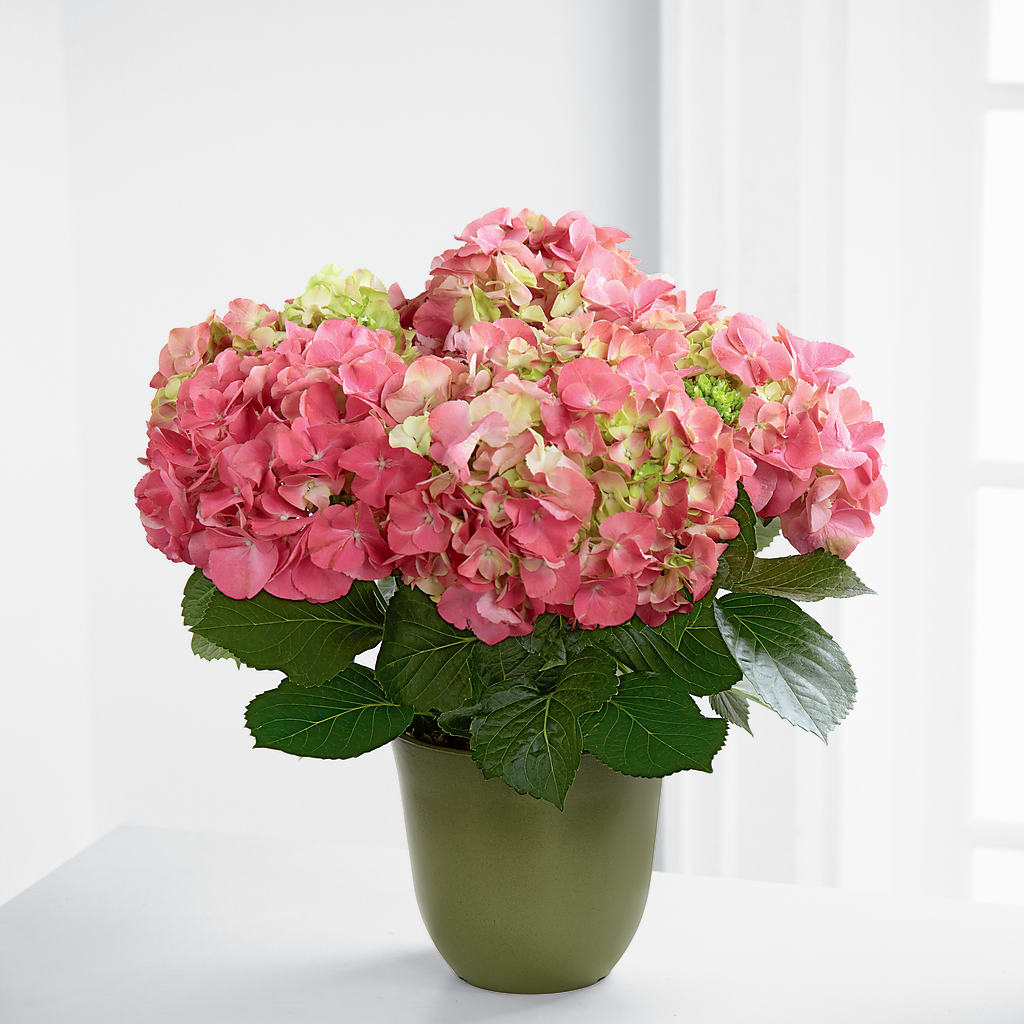 Pink Hydrangea Planter – Serenity Floral, Lake Geneva WI