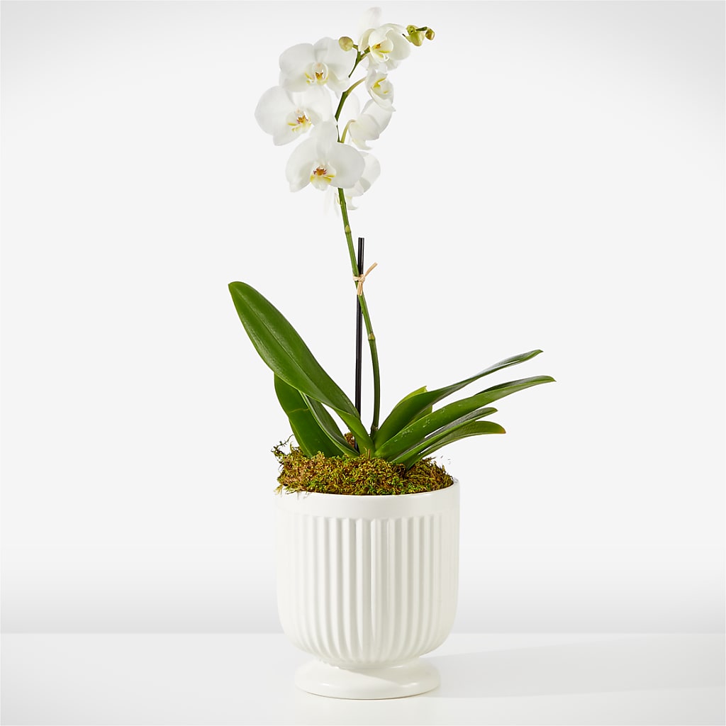 Whispering White Orchid – Serenity Floral, Lake Geneva WI
