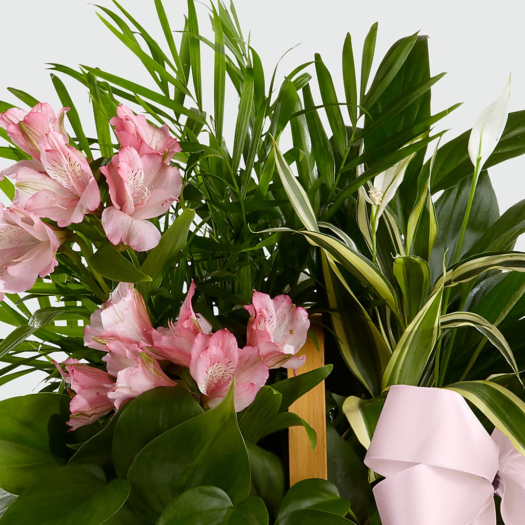 Living Spirit Dishgarden – Serenity Floral, Lake Geneva WI