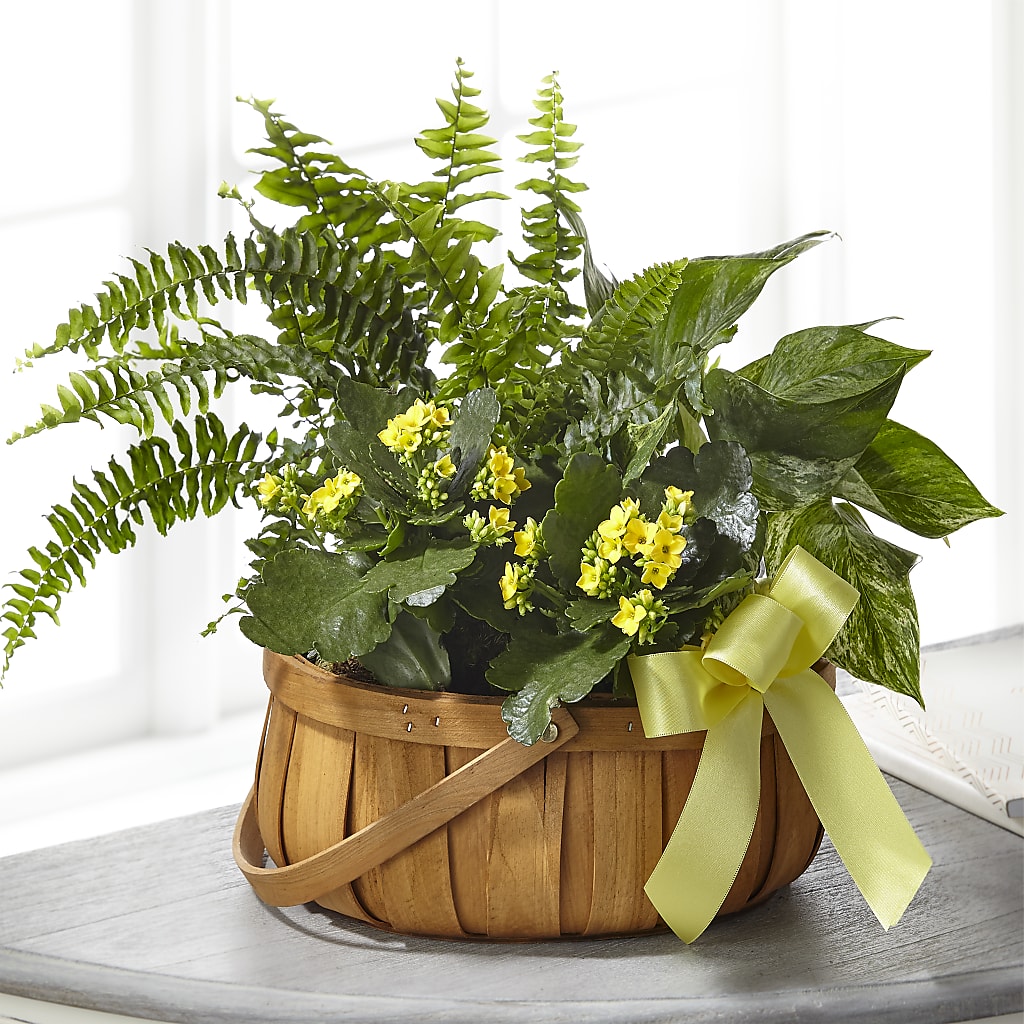 Always Dear Dishgarden – Serenity Floral, Lake Geneva WI