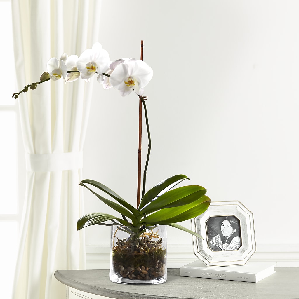 White Orchid Planter – Serenity Floral, Lake Geneva WI