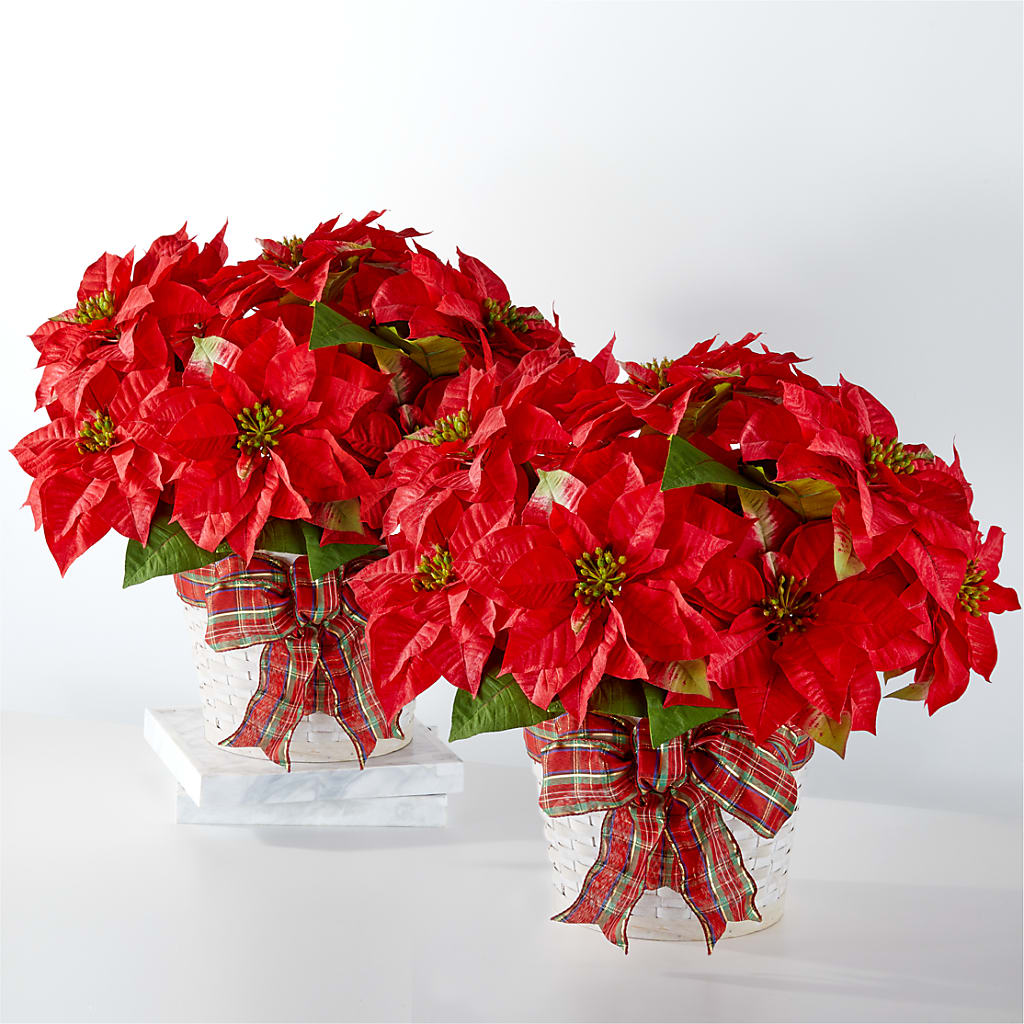 Happiest Holidays Poinsettia Bundle –  Serenity Floral, Lake Geneva WI