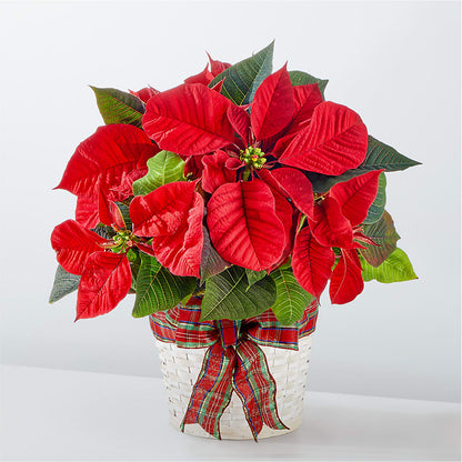 Happiest Holidays Poinsettia –  Serenity Floral, Lake Geneva WI