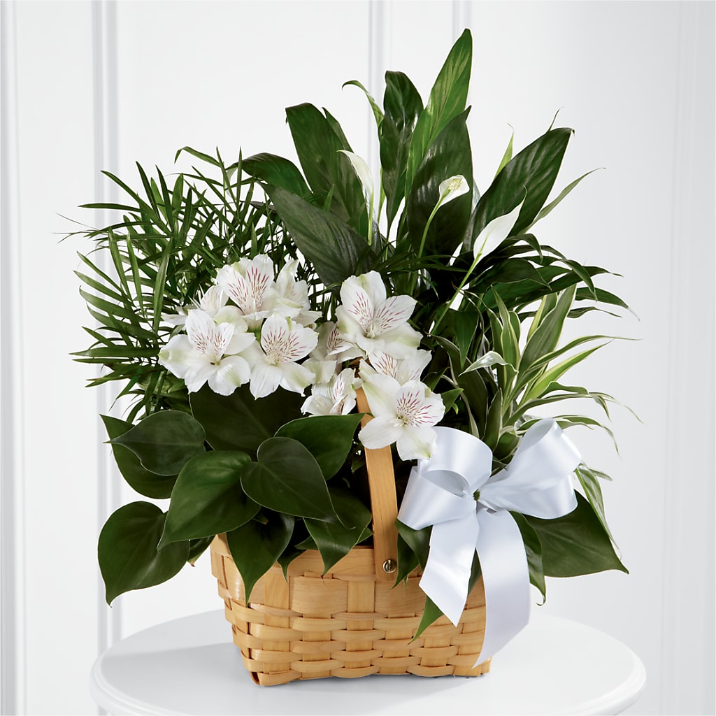 Peace & Serenity Dishgarden –  Serenity Floral, Lake Geneva WI