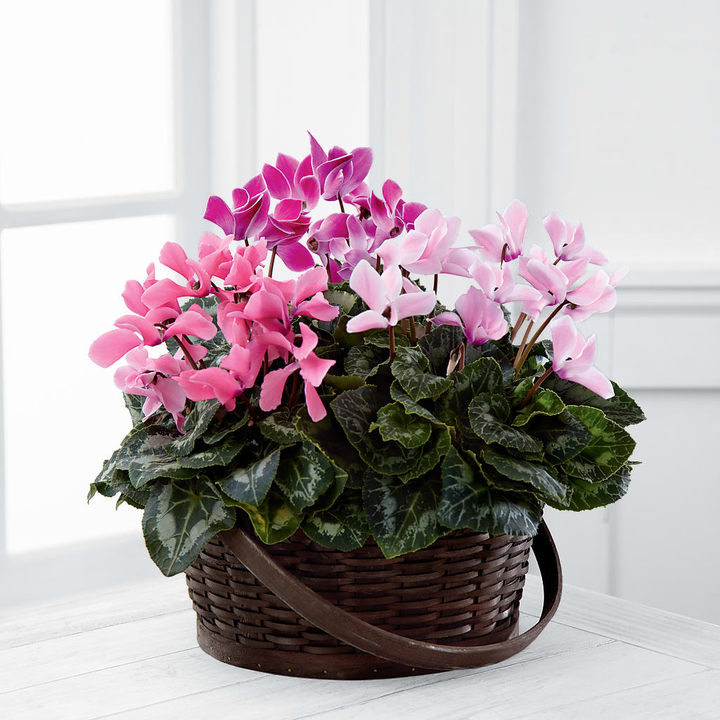 Mixed Cyclamen Planter –  Serenity Floral, Lake Geneva WI
