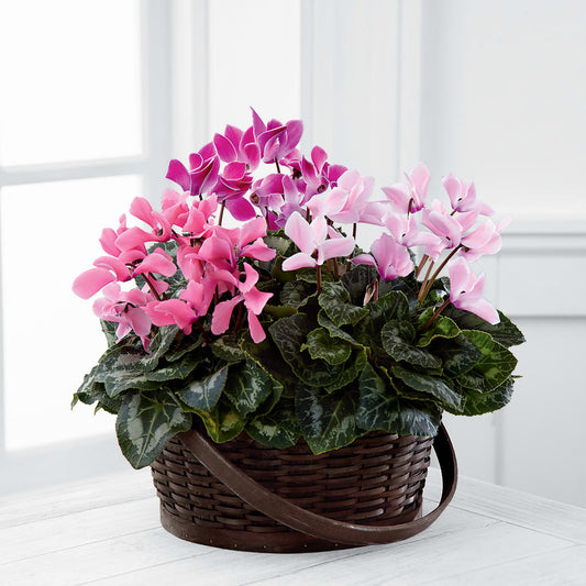 Mixed Cyclamen Planter –  Serenity Floral, Lake Geneva WI