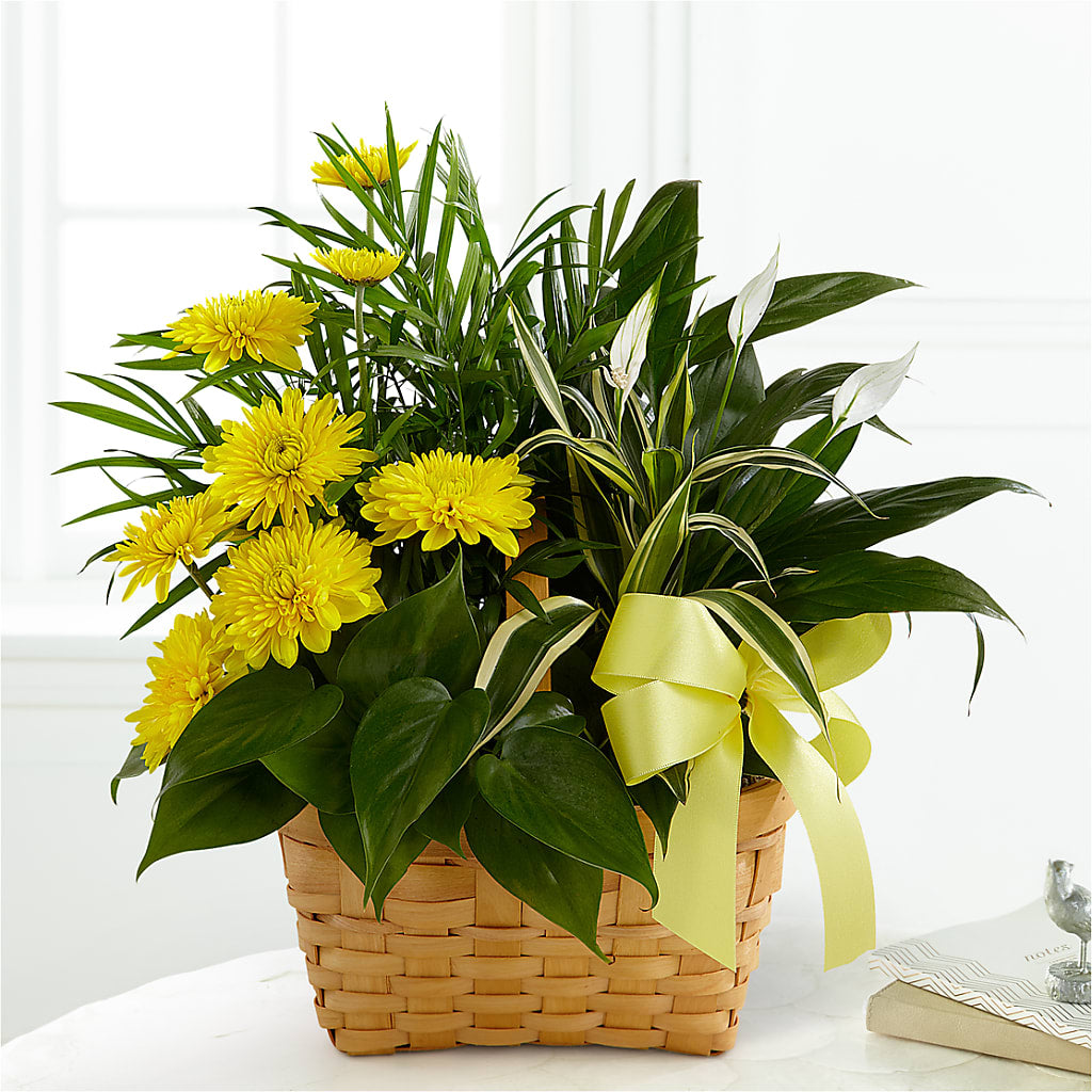 Loving Light Dishgarden –  Serenity Floral, Lake Geneva WI