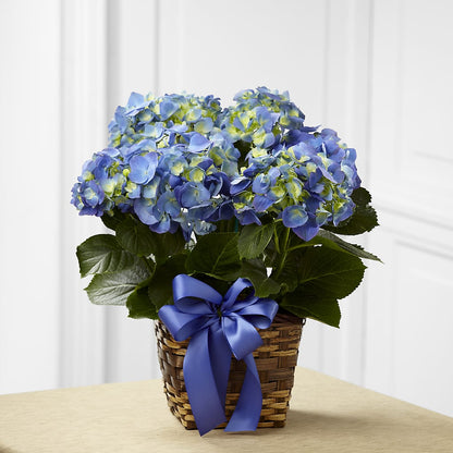 Blue Hydrangea Planter –  Serenity Floral, Lake Geneva WI