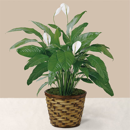Tranquil Moments Peace Lily Plant –  Serenity Floral, Lake Geneva WI