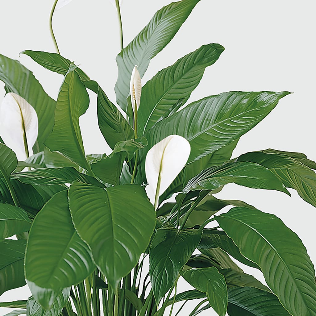 Tranquil Moments Peace Lily Plant –  Serenity Floral, Lake Geneva WI