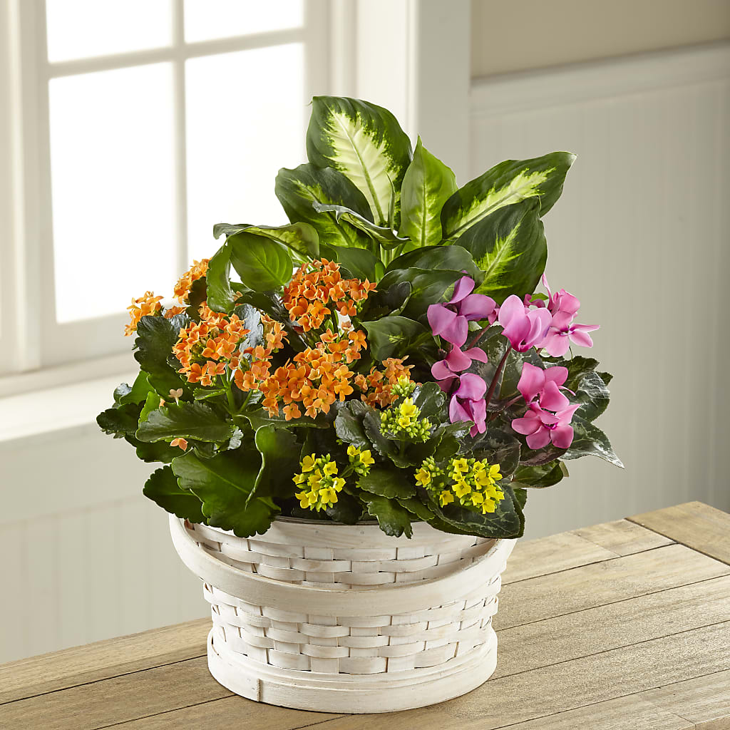 Color Crush Dishgarden –  Serenity Floral, Lake Geneva WI