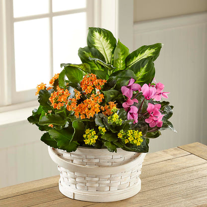 Color Crush Dishgarden –  Serenity Floral, Lake Geneva WI