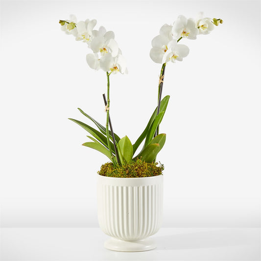 Whispering White Orchid –  Serenity Floral, Lake Geneva WI