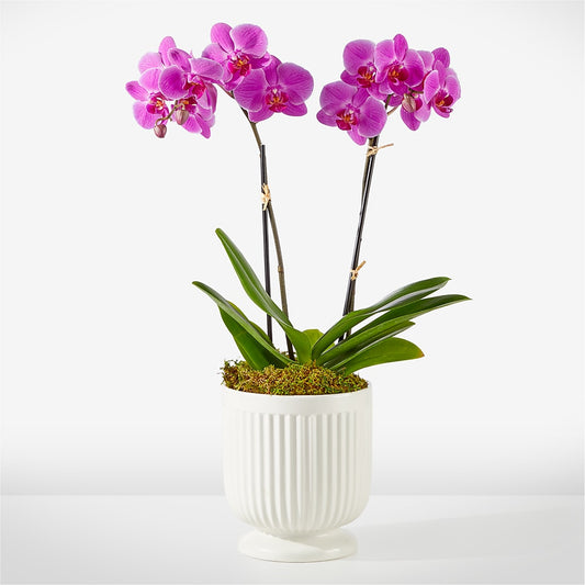 Friendly Fuchsia Orchid –  Serenity Floral, Lake Geneva WI