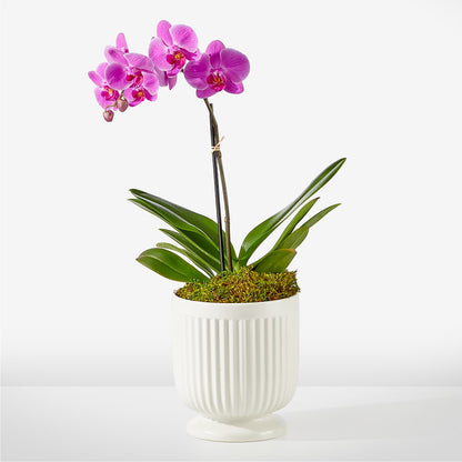 Friendly Fuchsia Orchid –  Serenity Floral, Lake Geneva WI