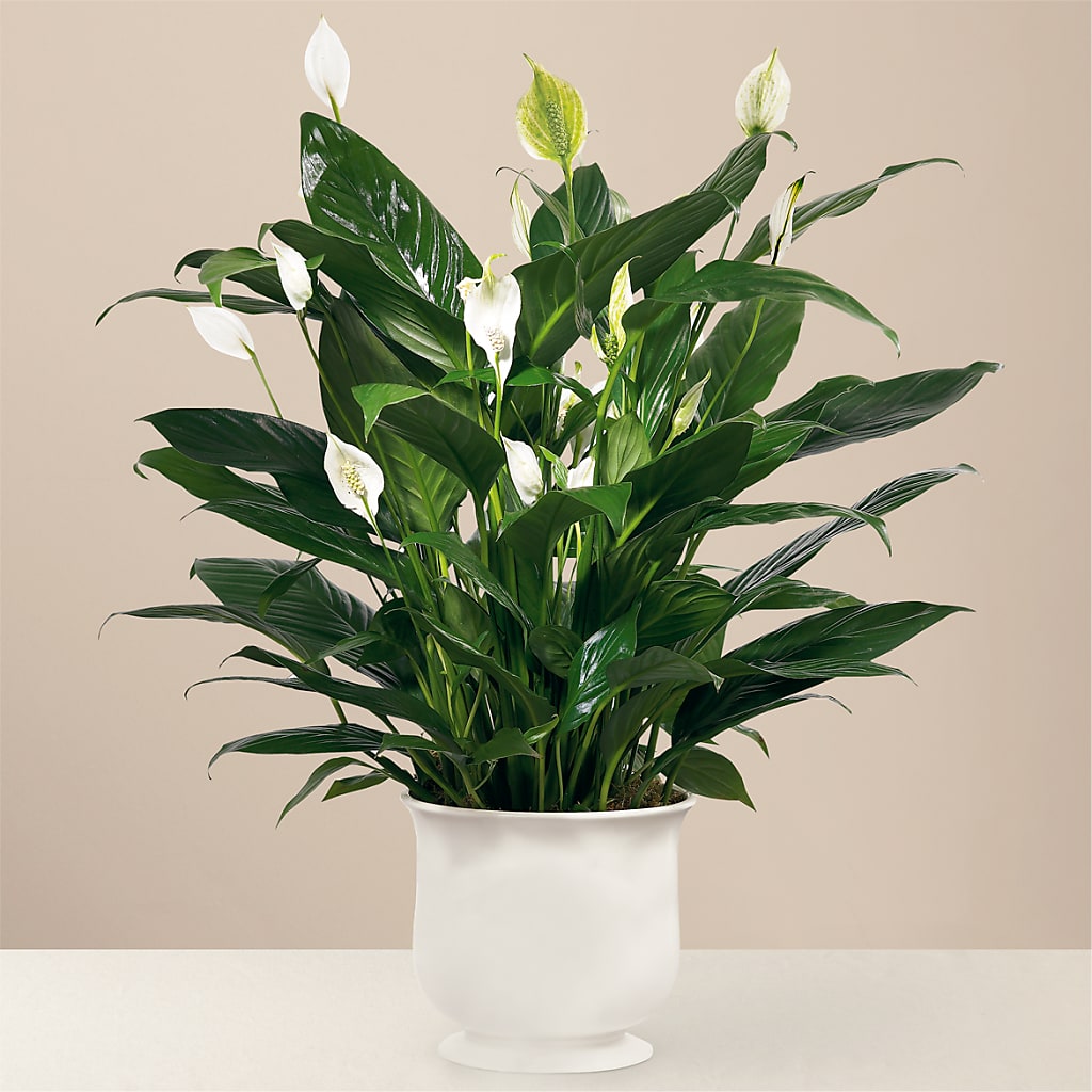Comfort Planter –  Serenity Floral, Lake Geneva WI