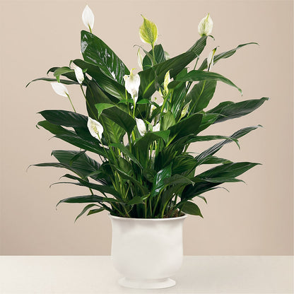 Comfort Planter –  Serenity Floral, Lake Geneva WI