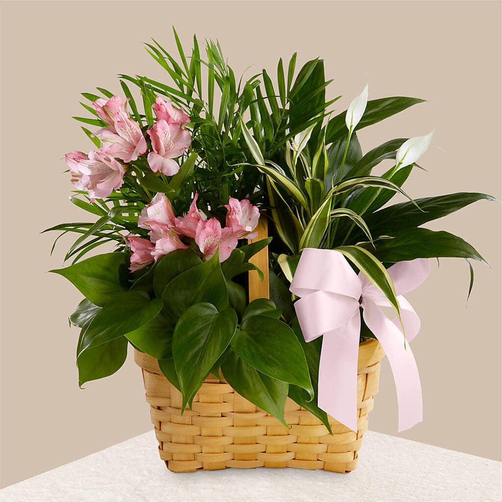 Living Spirit Dishgarden –  Serenity Floral, Lake Geneva WI