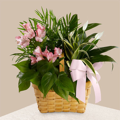 Living Spirit Dishgarden –  Serenity Floral, Lake Geneva WI