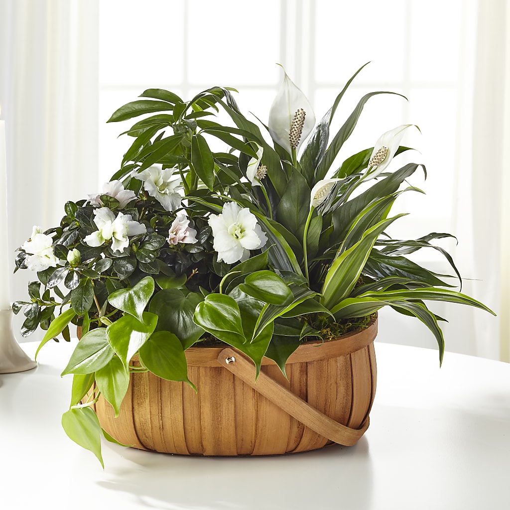 Serene Dishgarden –  Serenity Floral, Lake Geneva WI
