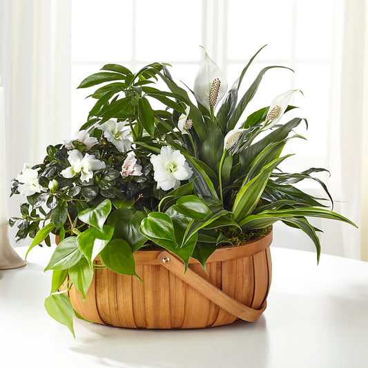 Serene Dishgarden –  Serenity Floral, Lake Geneva WI