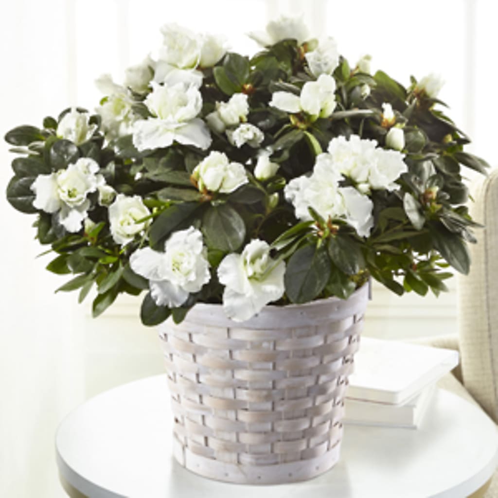 White Azalea Plant –  Serenity Floral, Lake Geneva WI