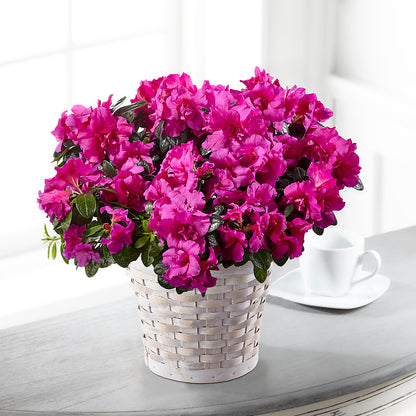 Hope & Serenity Azalea Plant –  Serenity Floral, Lake Geneva WI