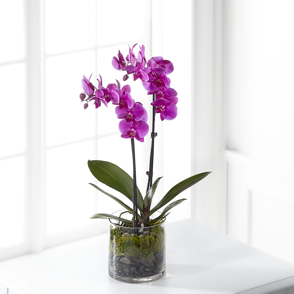 Pink Orchid Plant –  Serenity Floral, Lake Geneva WI