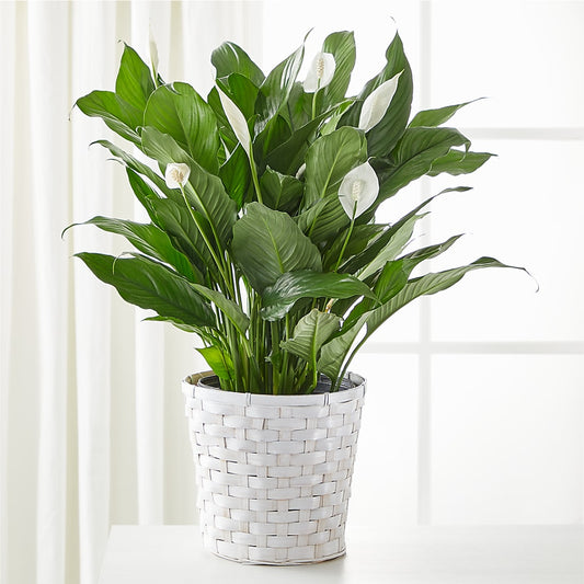 A New Leaf Peace Lily –  Serenity Floral, Lake Geneva WI