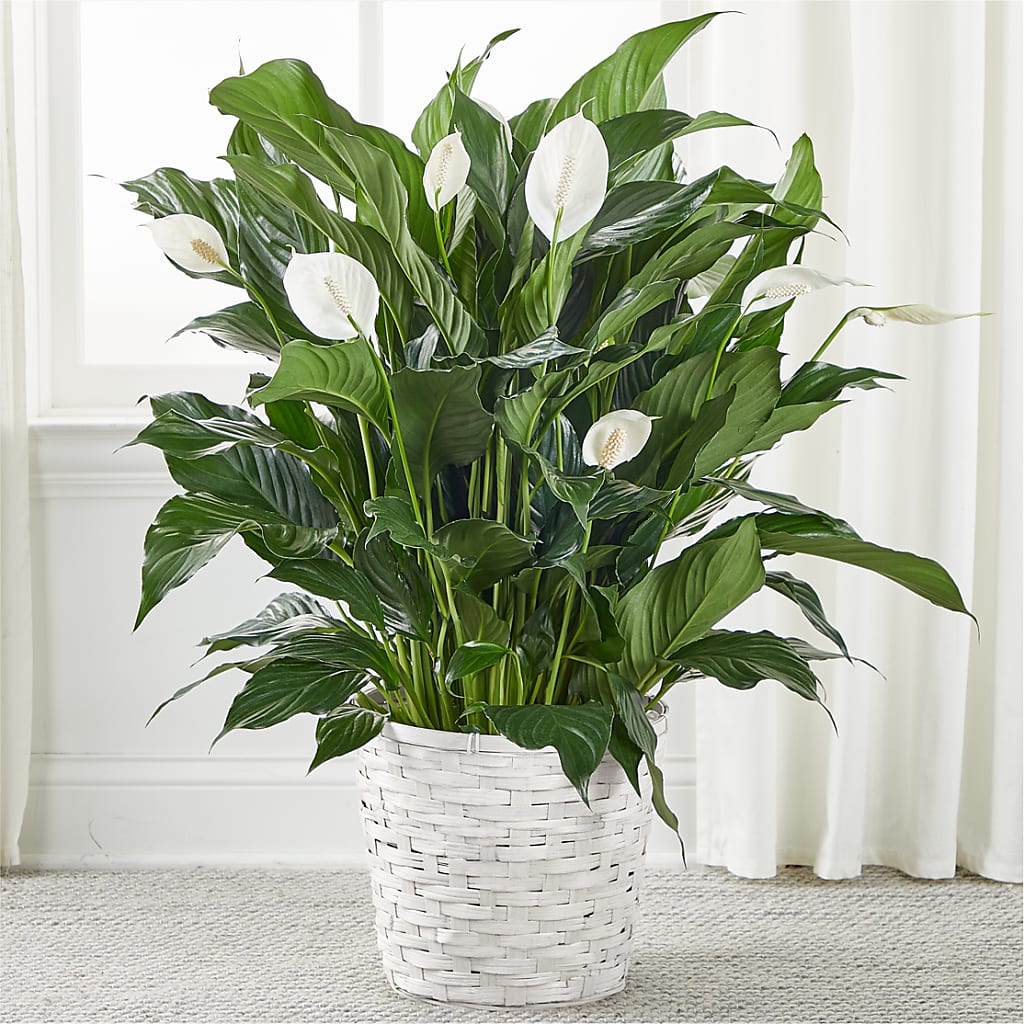 A New Leaf Peace Lily –  Serenity Floral, Lake Geneva WI