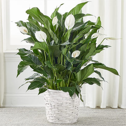 A New Leaf Peace Lily –  Serenity Floral, Lake Geneva WI