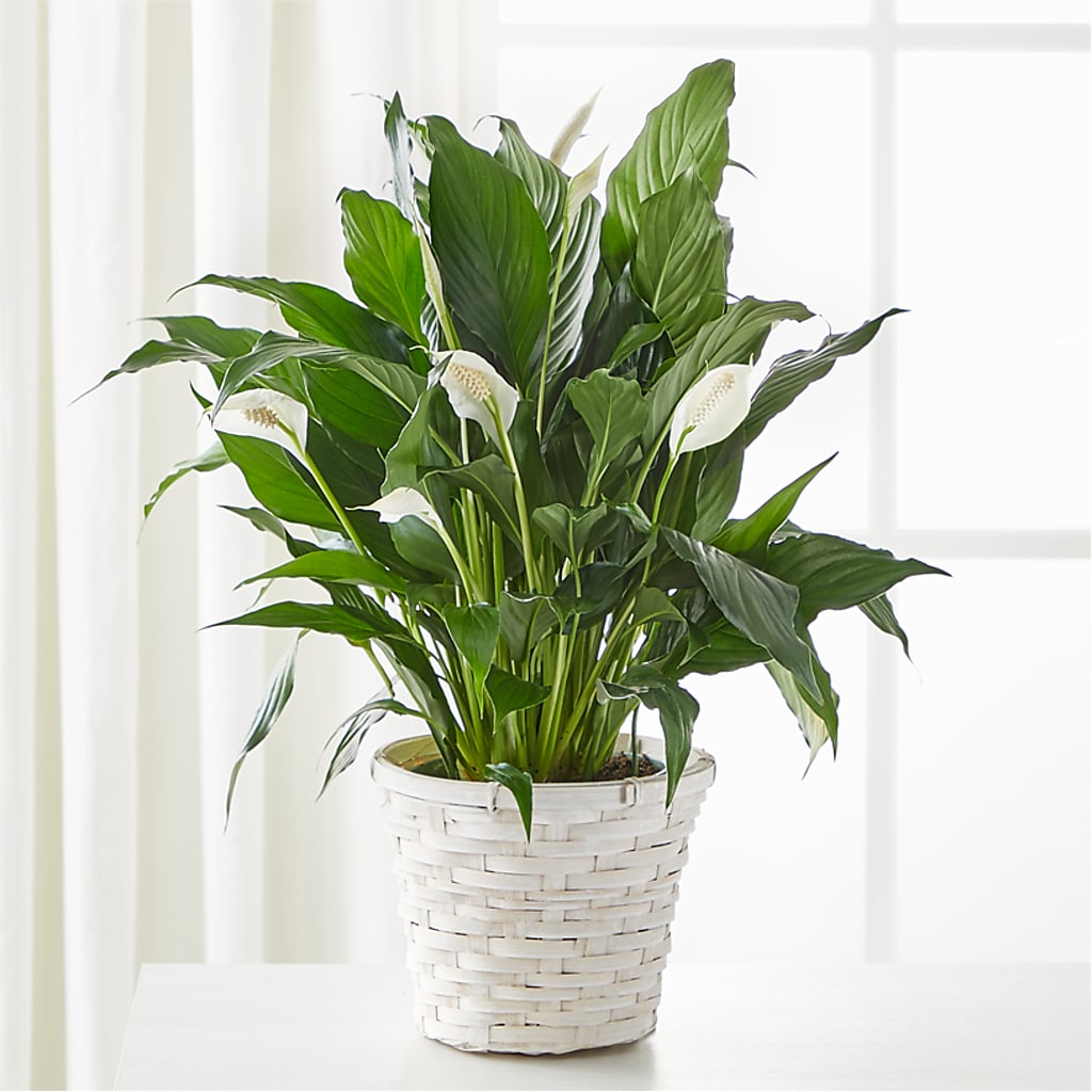 A New Leaf Peace Lily –  Serenity Floral, Lake Geneva WI