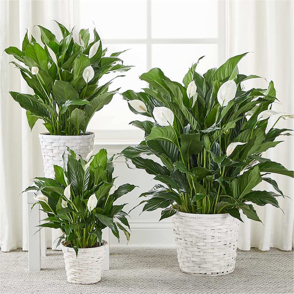 A New Leaf Peace Lily –  Serenity Floral, Lake Geneva WI