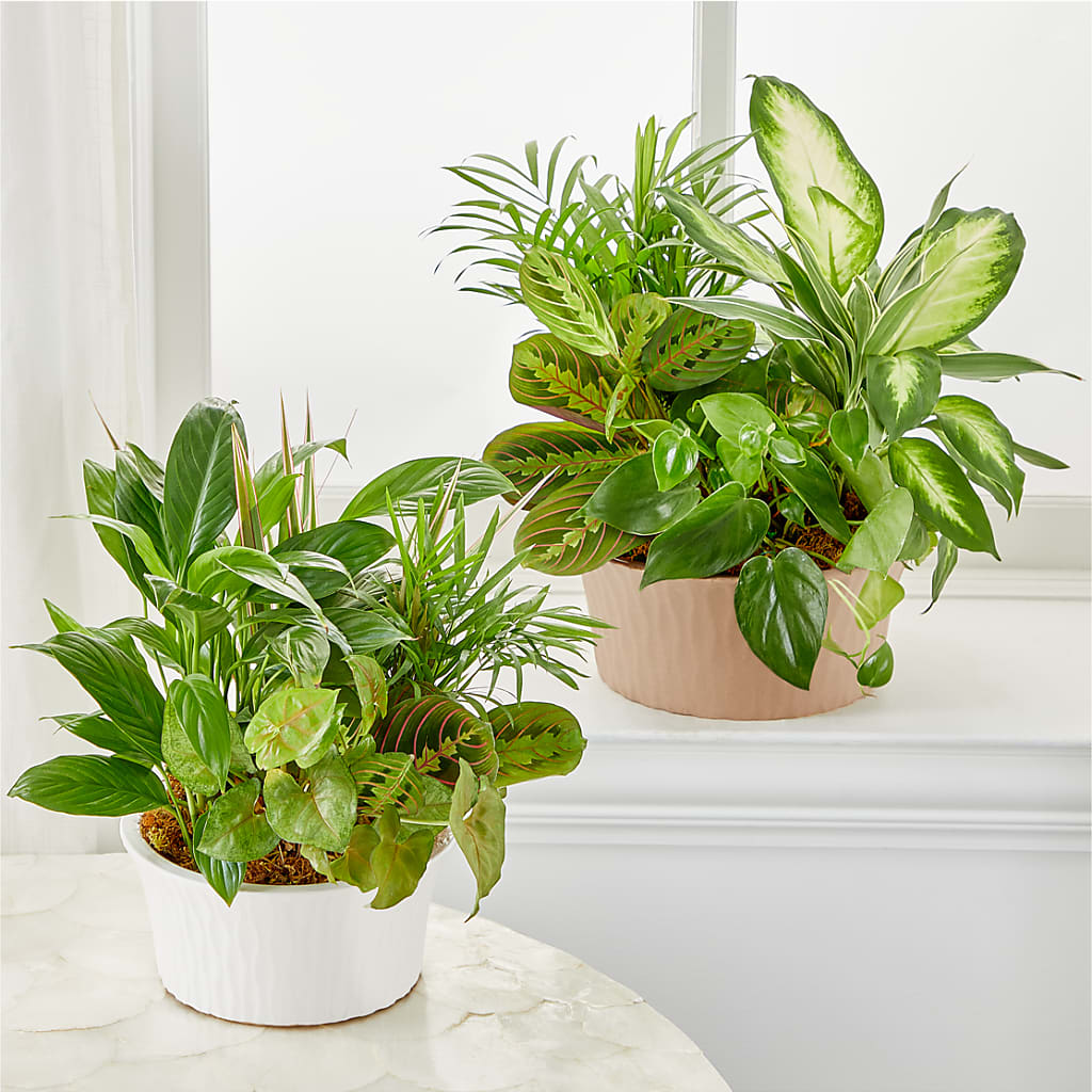 Balance & Harmony Dishgarden –  Serenity Floral, Lake Geneva WI
