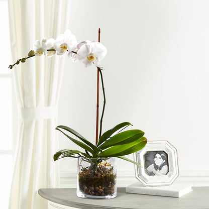 White Orchid Planter –  Serenity Floral, Lake Geneva WI