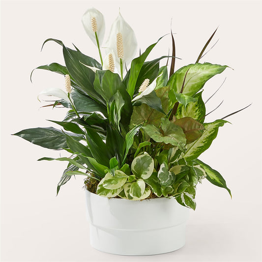 Radiating Positivity Dishgarden –  Serenity Floral, Lake Geneva WI